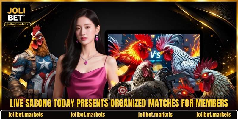 Live Sabong Today presents organized matches for members